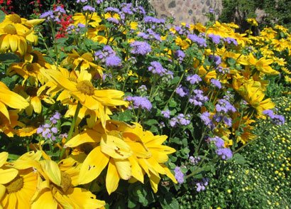 Back to basics: Low maintenance flower garden care