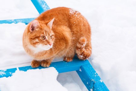 Cold weather tips for pet owners