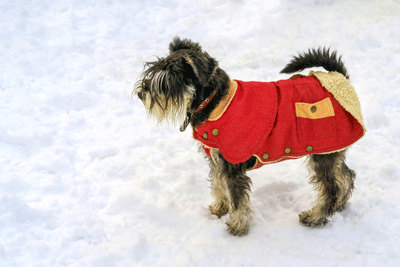 Cold Weather Tips For Pet Owners