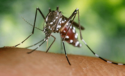 Marylanders Reminded To Take Basic Steps To Reduce Risk Of West Nile Virus