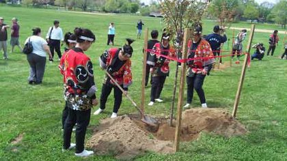The Green Ambassador hosted a 20 Member Youth Japanese Delegation from Fukushima, Japan in 2012. They planted Cherry Blossom Trees in the historic city of Fredrick, Maryland to celebrate the centennial of the cherry tree in the United States.    