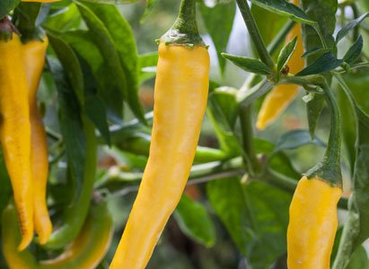 The truth about hot peppers