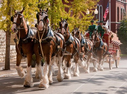 World-famous Budweiser Clydesdales visit Baltimore