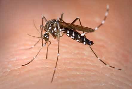 Eco-friendly mosquito control
