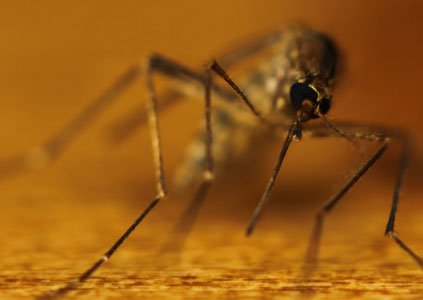 High-tech mosquitoes could combat Zika virus