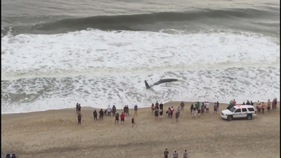 A Whale Washed Ashore In Maryland And Citizens Attempted To Push It Back Into The Water