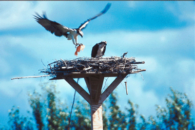 BGE’s Osprey Watch Program Protects Raptors and Electric Reliability for Customers