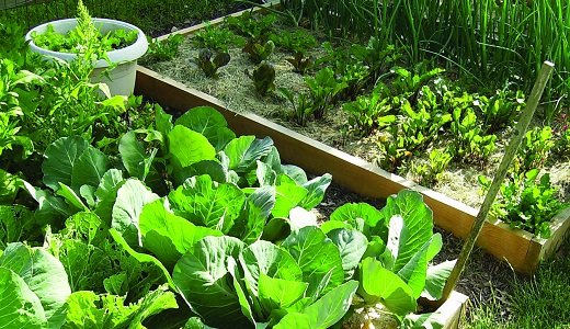 How to plant your garden from scratch