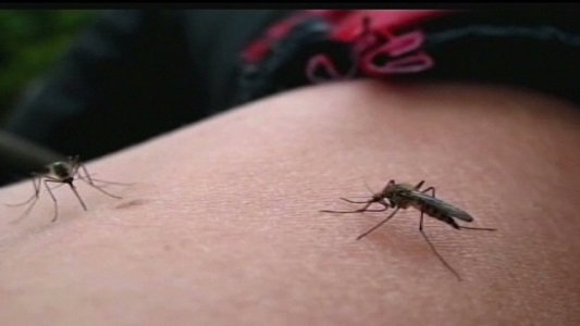 Why you really are extra tasty to mosquitoes