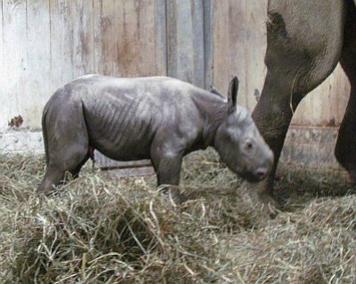 Newborn rhinoceros Kendi takes first steps at Cincinnati Zoo