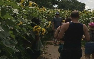 Sunflower farm raises funds for Make-A-Wish