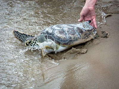 Virginia Aquarium to release four rehabilitated sea turtles