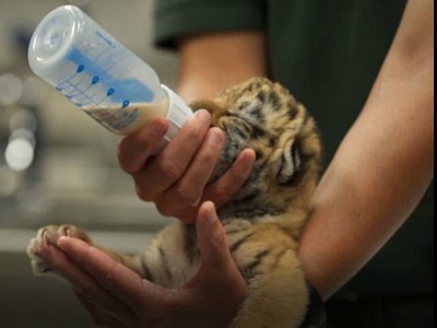 OKC Zoo receives rejected tiger cub from Philadelphia Zoo